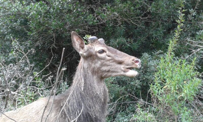 Castiadas: trekking in the S'Acqua Callenti forest - Castiadas: trekking in the SAcqua Callenti forest