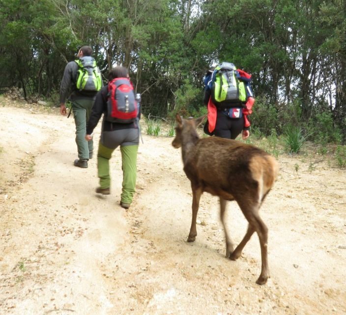 Castiadas: trekking in the S'Acqua Callenti forest - An In-Depth Look at the Trekking Experience in SAcqua Callenti