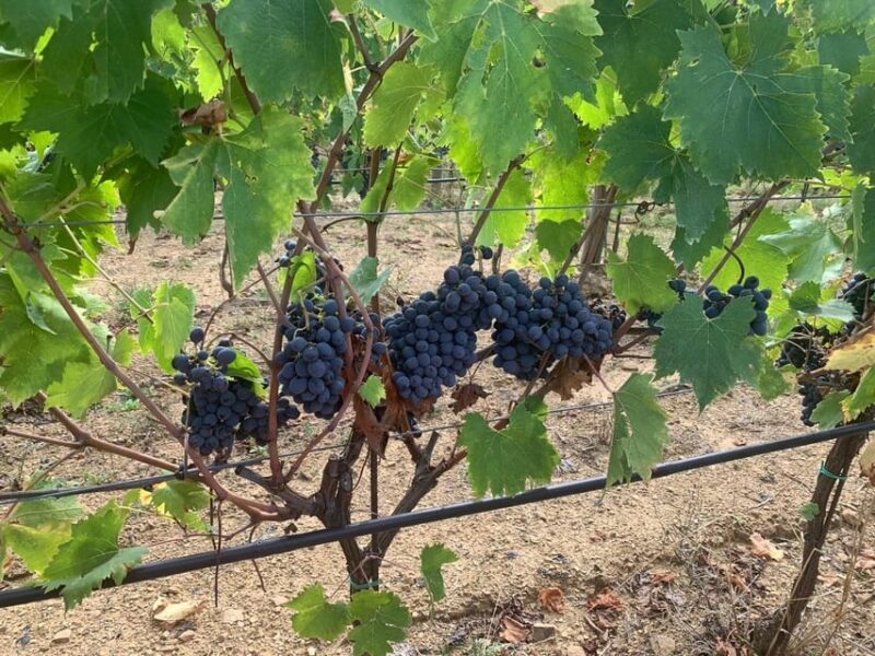 Castiglion Fiorentino: wine tasting with guided tour - Who Would Enjoy This Tour?  