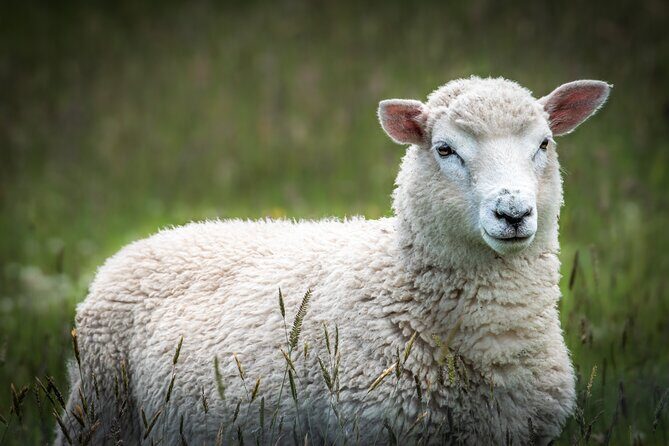 Castle, Coast & City Tour - 8 pax max - Castle Entrance Included - FAQs