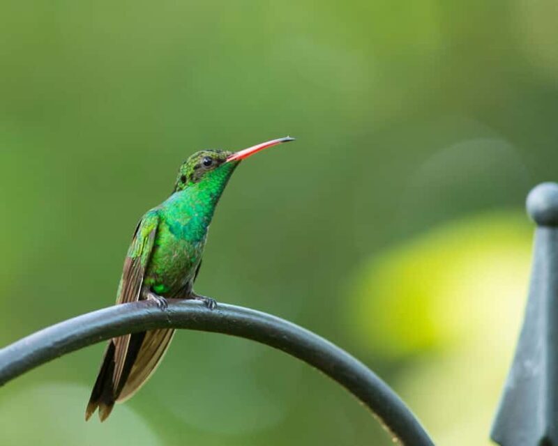 Castries, St. Lucia  Guided Birdwatching Tour - Good To Know