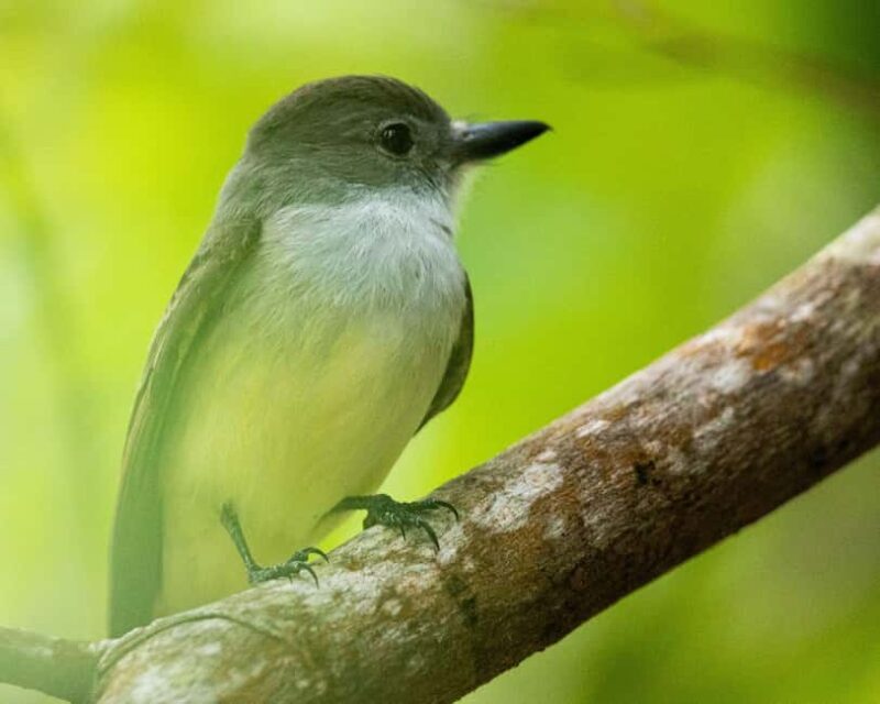 Castries, St. Lucia  Guided Birdwatching Tour - The Experience: Authentic and Informative