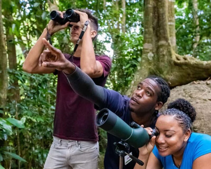 Castries, St. Lucia  Guided Birdwatching Tour - Final Thoughts: Is It Worth It?