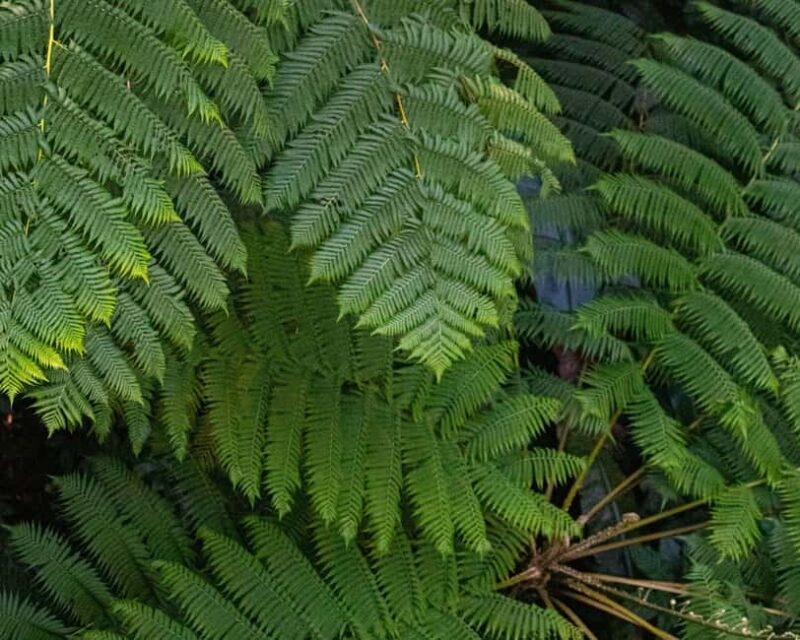 Castries St Lucia: Guided Rainforest Hike  Jacquot Trail - A Full Breakdown of the Jacquot Trail Hike Experience