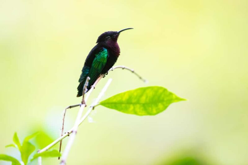 Castries St Lucia: Guided Rainforest Hike  Jacquot Trail - FAQs