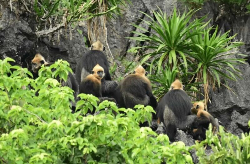 Cat Ba: E-Bike Rental  Easy & Eco Way to Explore the Island - Practical Considerations and Limitations