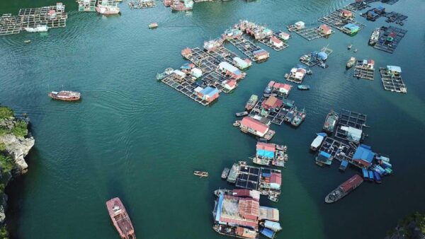 Cat Ba Island - Lan Ha Bay - Ha Long Bay Full Day Tour - Pricing and Booking