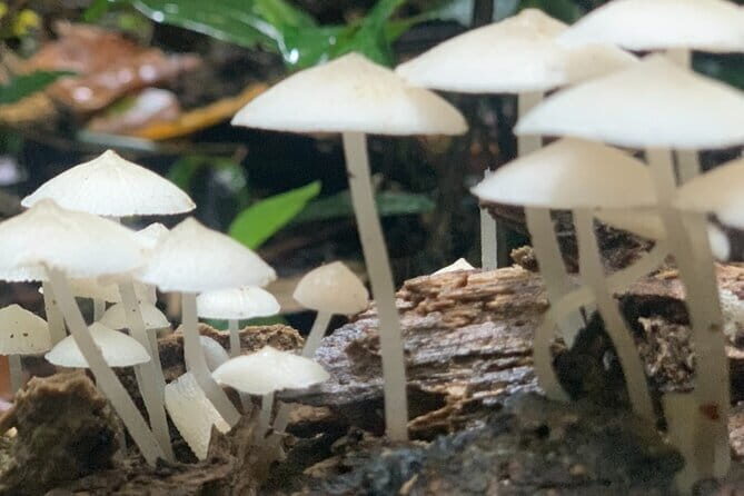 Cat Ba National Park Full Day Trekking Tour to Viet Hai Village - The Trek Through Cat Ba National Park