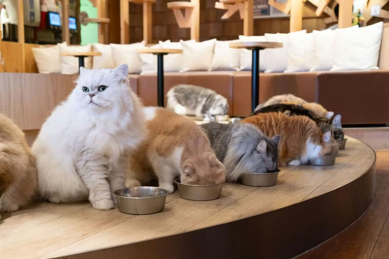 Cat Cafe MOCHA (Ikebukuro Main Store) - What to know before you go