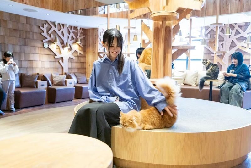 Cat Cafe MOCHA (Ikebukuro Main Store) - A cat café that lets you set the pace