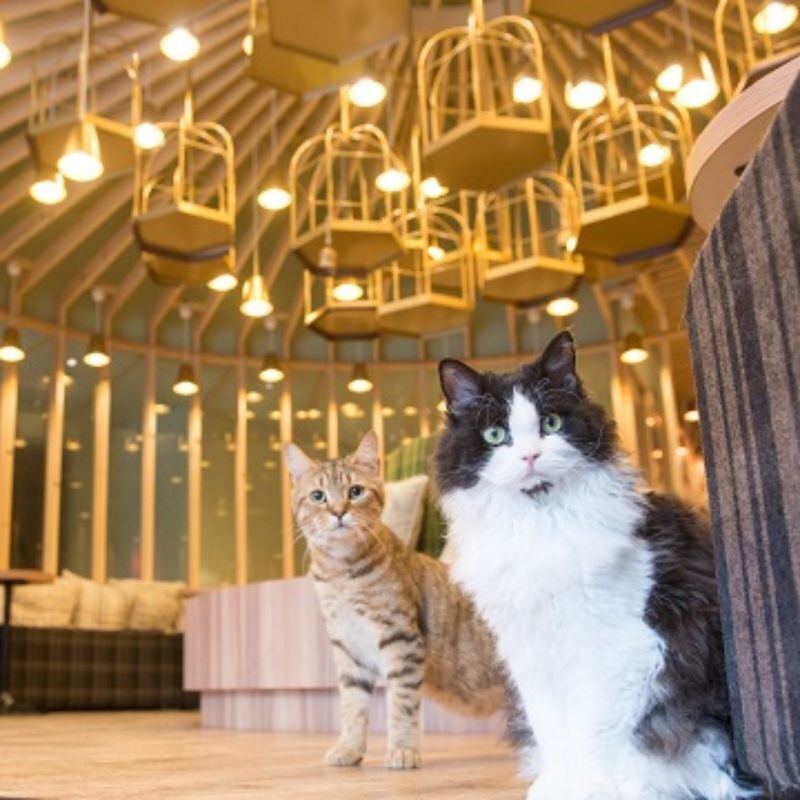 Cat Cafe MOCHA in Akihabara - At a glance
