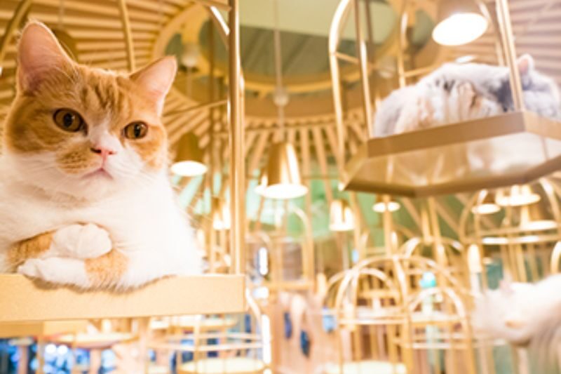 Cat Cafe MOCHA in Akihabara - A quiet pause amid Akihabara’s noise