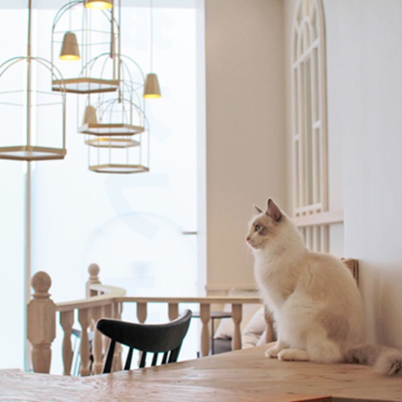 Cat Cafe MOCHA in Harajuku - A calm stop above Harajuku’s busy streets