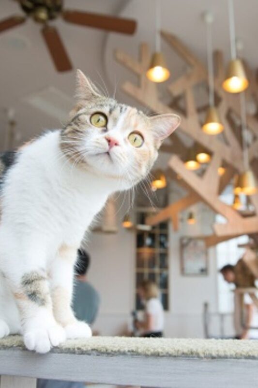 Cat Cafe MOCHA in Harajuku - Finding the fourth-floor café