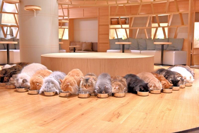 Cat Cafe MOCHA in Shinjuku - Finding the lounge above Shinjuku’s streets