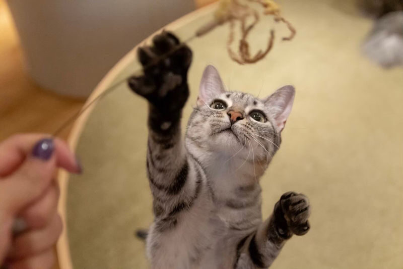 Cat Cafe MOCHA in Shinjuku - Choosing the right ticket before you go