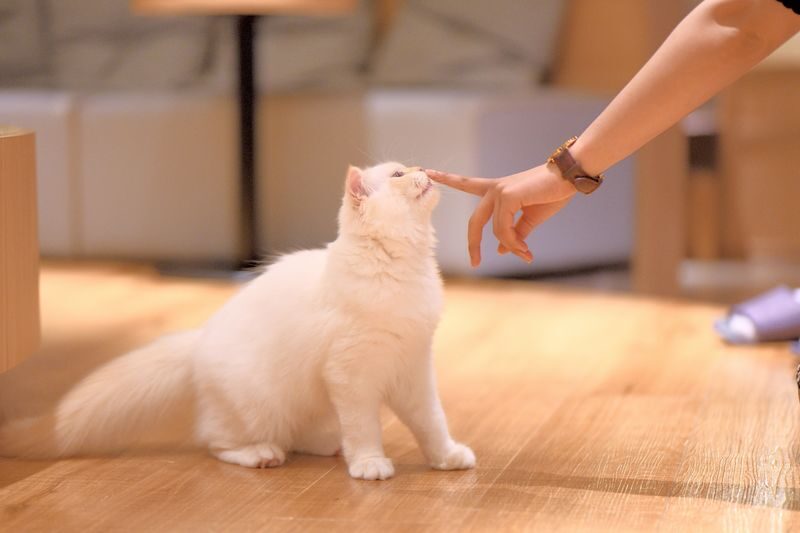 Cat Cafe MOCHA in Shinjuku - Feeding time and gentle cat etiquette