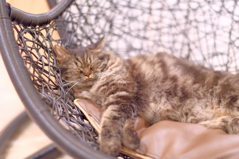 Cat Cafe MOCHA in Shinjuku - What the experience is like in practice