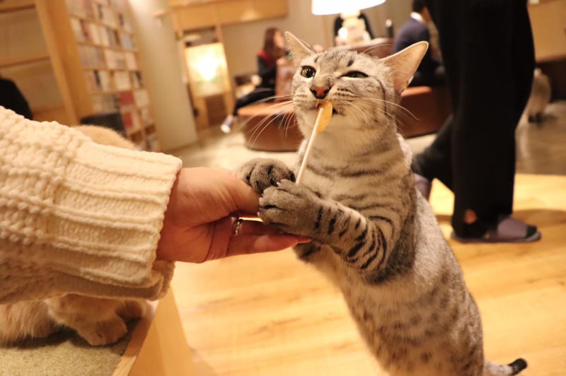 Cat Cafe MOCHA in Shinjuku - When the cost feels worthwhile
