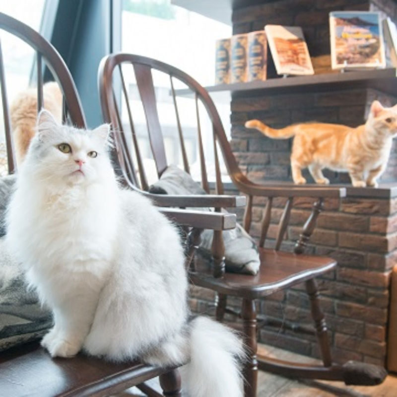 Cat Cafe MOCHA (Shibuya Center-gai) - At a glance