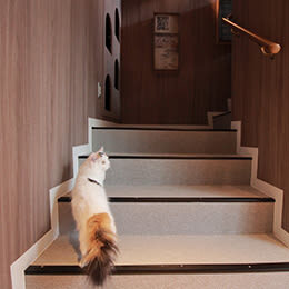 Cat Cafe MOCHA (Shibuya Center-gai) - A cat café above Shibuya’s busy streets