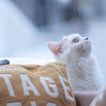 Cat Cafe MOCHA (Shibuya Center-gai) - Cats, manga and the freedom to take it slow