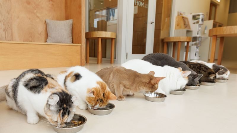 Cat Cafe MOFF SHIMINT HIROSHIMA - Key points to know before you go