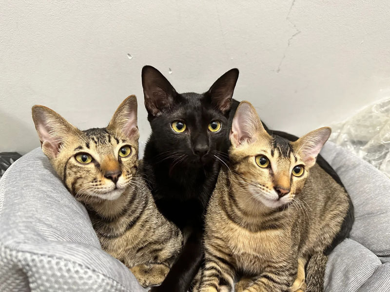 Cat Lounge and Coworking in Singapore - The useful details at a glance