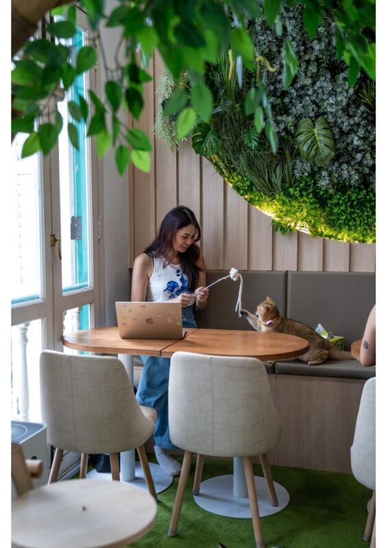 Cat Lounge and Coworking in Singapore - Let the cats decide when to say hello