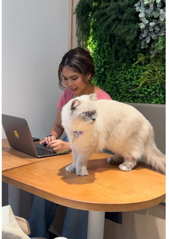 Cat Lounge and Coworking in Singapore - Work, board games and a cup of something warm