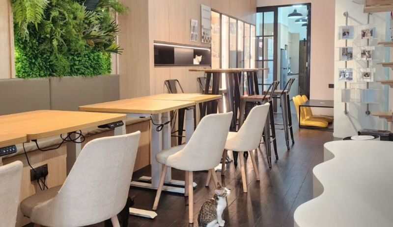 Cat Lounge and Coworking in Singapore - Who will enjoy this lounge most