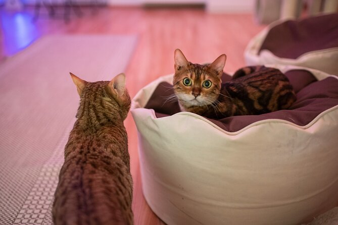 Cat Museum Budapest Entry Ticket - Ticket Pricing and Inclusions