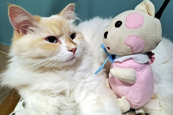 Cat Museum Budapest Entry Ticket - Frequently Asked Questions