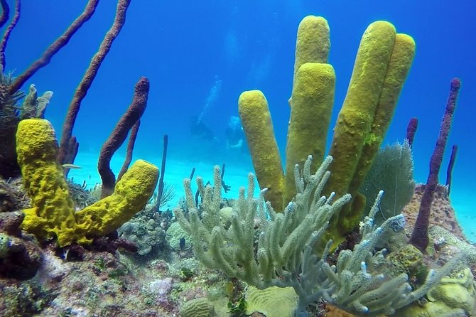Catalina Island 2-Tank Dive With Buffet Lunch and Open Bar (Feb ) - Dive Locations