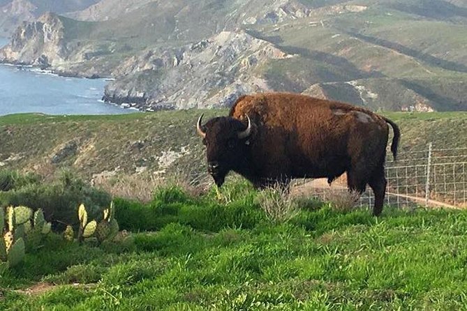 Catalina Island Cape Canyon Off-Road H1 Hummer Tour With Lunch - Scenic Overlook on Black Jack Mountain