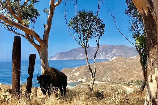 Catalina Island Cape Canyon Off-Road H1 Hummer Tour With Lunch - Reviews and Viator Help Center
