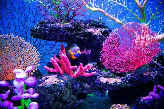 Catalina Island Even more unspoilt than Saona - Transportation and Group Size: Why It Matters