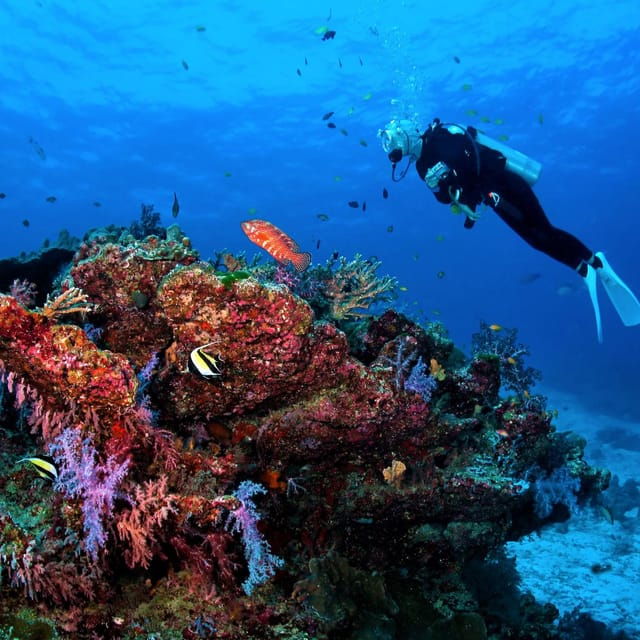 Catalina Island Full-Day Diving Tour + Lunch From Punta Cana - Good To Know