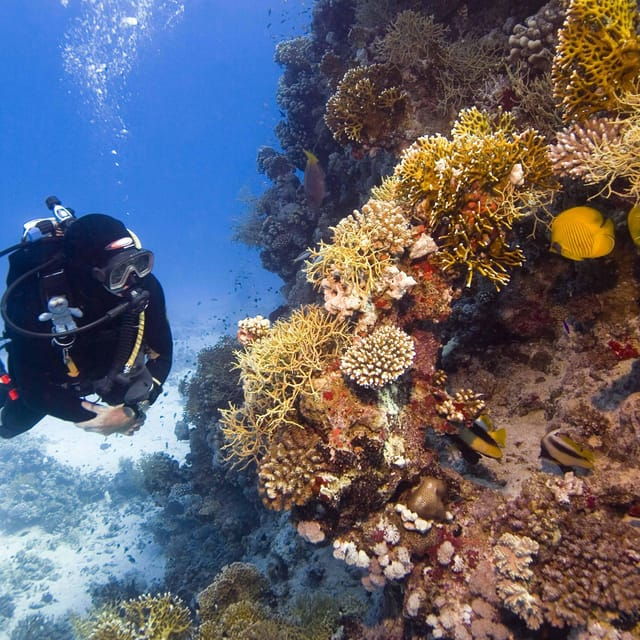 Catalina Island Full-Day Diving Tour + Lunch From Punta Cana - Experience Highlights