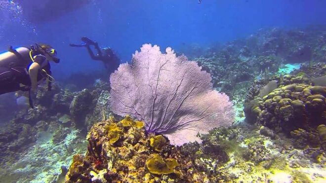 Catalina Island Full-Day Diving Tour + Lunch From Punta Cana - Transportation and Pickup