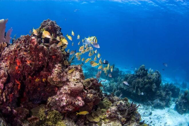 Catalina Island Full-Day Diving Tour + Lunch From Punta Cana - Participant Restrictions