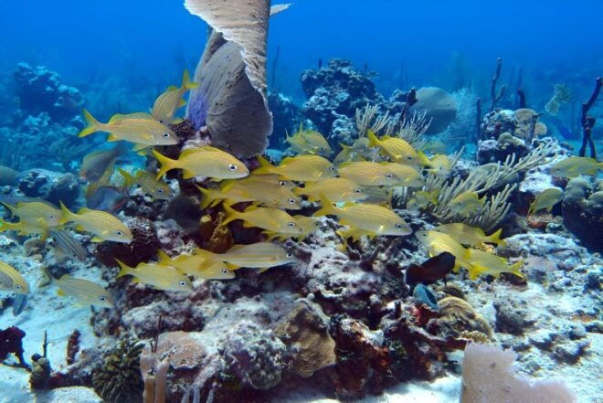 Catalina Island Full-Day Snorkeling + Lunch From Punta Cana - Exclusions