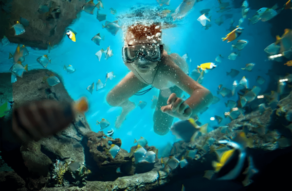 Catalina Island Full-Day Snorkeling + Lunch From Punta Cana - Snorkeling Adventure