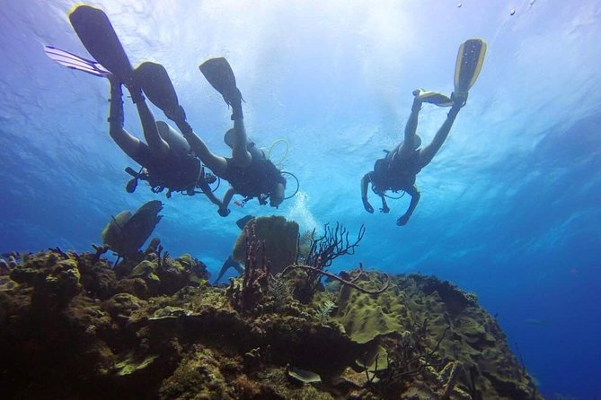 Catalina Island Scuba Diving and Snorkeling Tour From Punta Cana - Tour Highlights