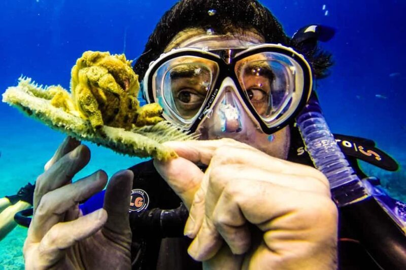 Catalina Island Scuba Diving Tour from Punta Cana - Good To Know