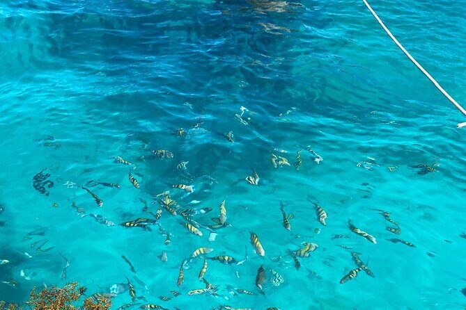 Catalina Island Tour Snorkel Beach Dominican Lunch - Introduction to Catalina Island Tour