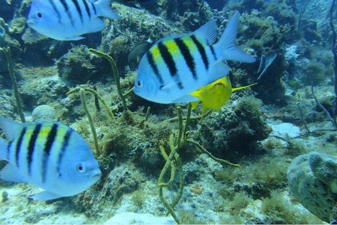 Catalina Island With Snorkel - Guided Snorkel Tour