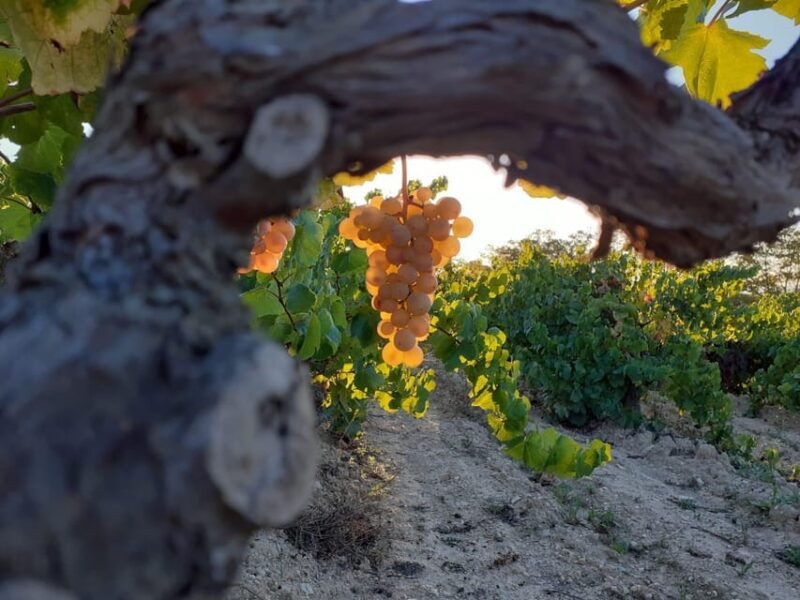 Catalonia: Unique, Bespoke Wine Cellar Visits - Itinerary and Transportation