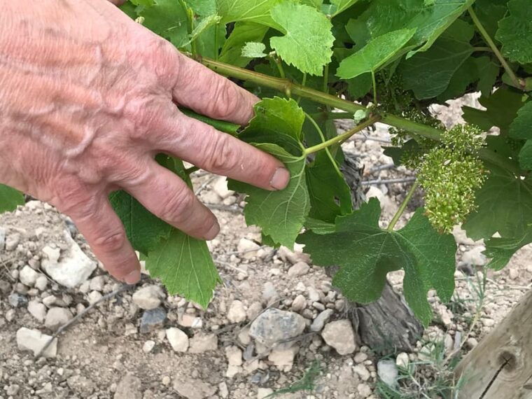 Catalonia: Unique, Bespoke Wine Cellar Visits - Wine and Food Pairing