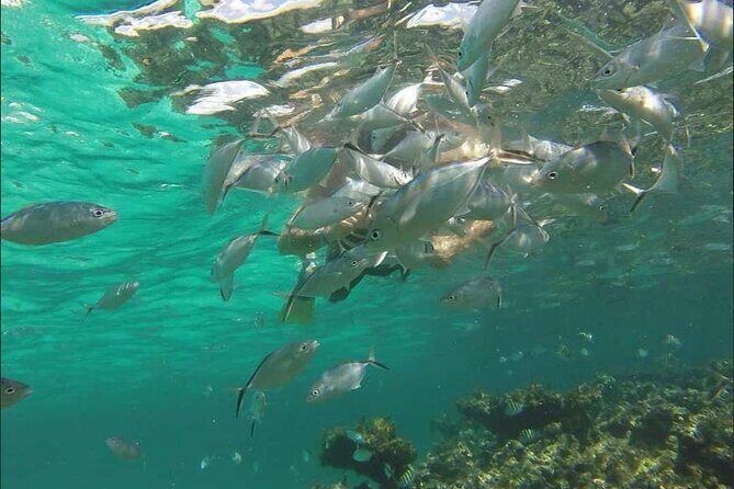 Catamaran and Snorkeling Party with Drink Included in Punta Cana - Is This Tour Right for You?